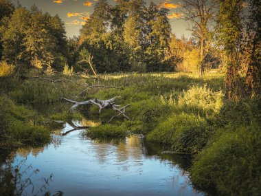Orta Polonya 'daki küçük, vahşi Grabia Nehri..