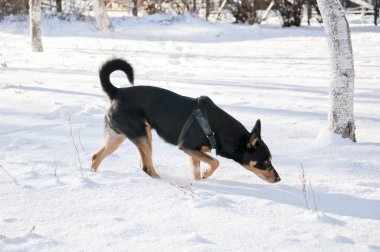 güzel sevimli siyah ve kahverengi köpek evde beslenen hayvan arkadaş açık güneşli kış doğal zemin üzerine beyaz kar üzerinde açık duran