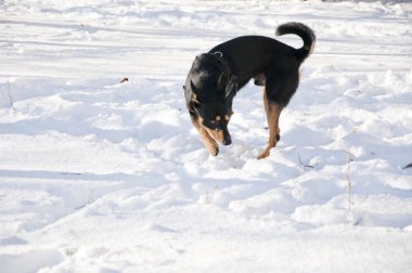 güzel sevimli siyah ve kahverengi köpek evde beslenen hayvan arkadaş açık güneşli kış doğal zemin üzerine beyaz kar üzerinde açık duran
