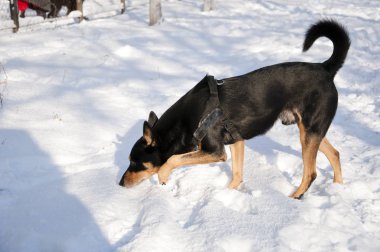 güzel sevimli siyah ve kahverengi köpek evde beslenen hayvan arkadaş açık güneşli kış doğal zemin üzerine beyaz kar üzerinde açık duran