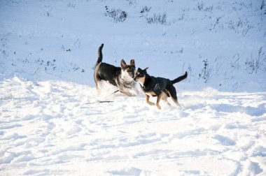 güzel sevimli siyah ve kahverengi köpek evde beslenen hayvan arkadaş korkunç ve çoban güneşli kış açık çalışan doğal zemin üzerine beyaz karda oynarken açık