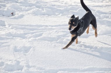 Güneşli kış aylarında açık havada beyaz karla oynayarak doğal arkaplanda koşan sevimli siyah ve kahverengi evcil köpek arkadaş.