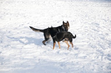güzel sevimli siyah ve kahverengi köpek evde beslenen hayvan arkadaş korkunç ve çoban güneşli kış açık çalışan doğal zemin üzerine beyaz karda oynarken açık