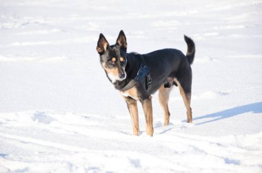 güzel sevimli siyah ve kahverengi köpek evde beslenen hayvan arkadaş açık güneşli kış doğal zemin üzerine beyaz kar üzerinde açık duran
