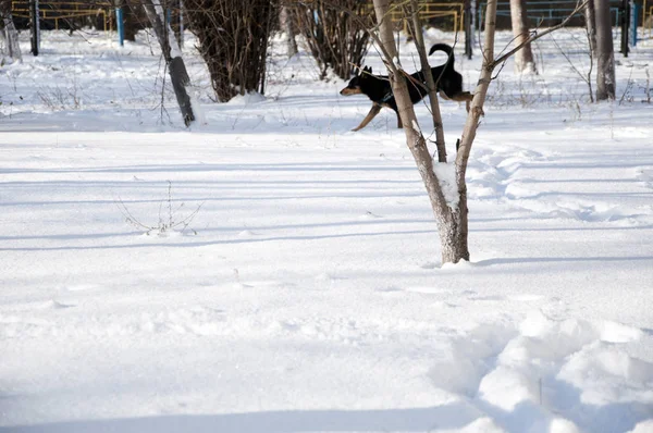 Mooie Schattige Zwarte Bruine Hond Huisdier Vriend Outdoor Zonnige Winter — Stockfoto