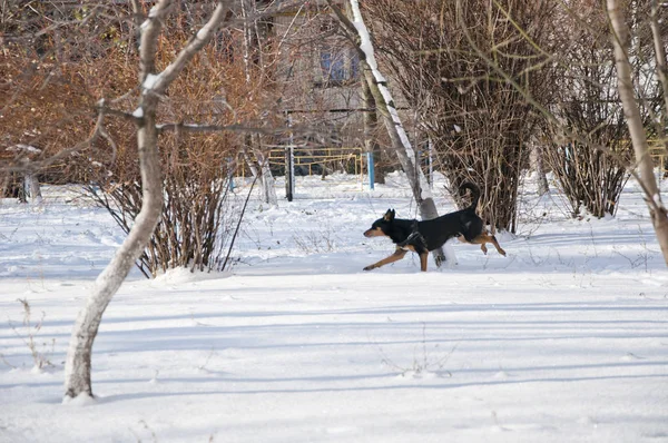 Beautiful Cute Black Brown Dog Pet Friend Outdoor Sunny Winter — Stock Photo, Image