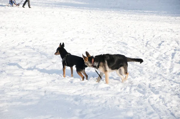 美丽可爱的黑色和棕色狗宠物朋友狗和牧羊人户外在阳光明媚的冬季户外运行在自然的雪的自然背景下玩白雪 — 图库照片
