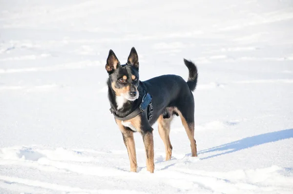 Vacker Söt Svart Och Brun Hund Husdjur Vän Utomhus Soligt — Stockfoto