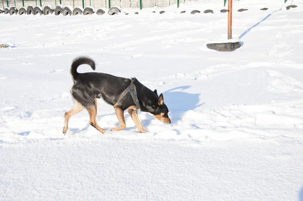 美しいかわいい黒と茶色の犬ペットの友人屋外で晴れた冬の屋外で自然の背景に白い雪の上に立つ コピースペース — ストック写真