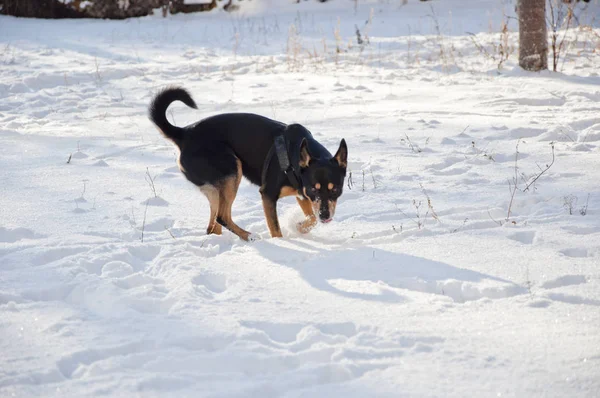 Hermoso Lindo Perro Negro Marrón Mascota Amigo Aire Libre Invierno —  Fotos de Stock