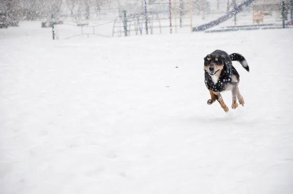 美丽可爱的黑色和棕色狗宠物朋友户外在冬季运行和玩白雪自然背景 复制空间 — 图库照片