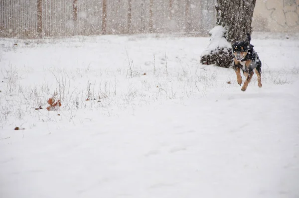 美丽可爱的黑色和棕色狗宠物朋友户外在冬季运行和玩白雪自然背景 复制空间 — 图库照片