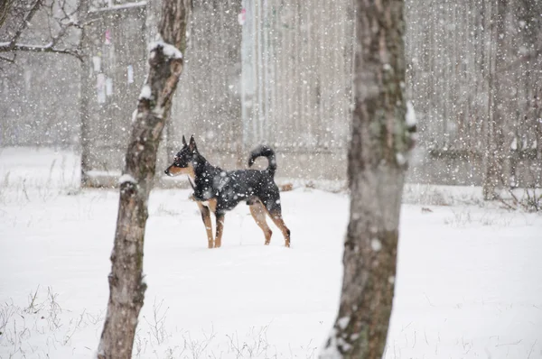 美丽可爱的黑色和棕色狗宠物朋友户外在冬天站在白雪上的自然背景树木之间 — 图库照片