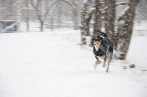 美丽可爱可爱的黑色和棕色的狗宠物朋友冬天在户外跑来跑去 在白雪上玩耍 作为自然模糊或注意力分散的背景 复制空间 — 图库照片