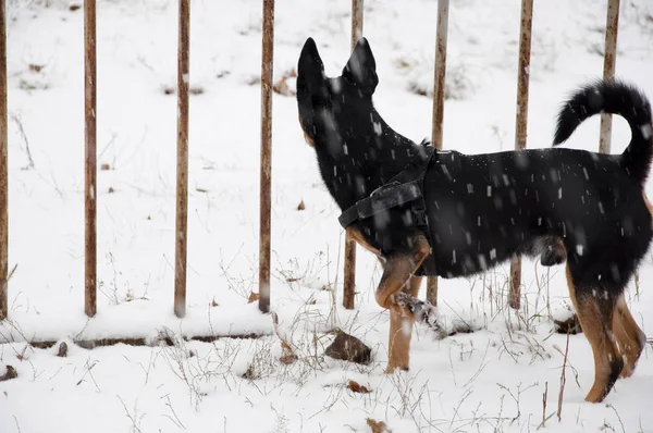 美丽可爱的黑色和棕色狗宠物朋友在冬季站在白雪铁栅栏 — 图库照片