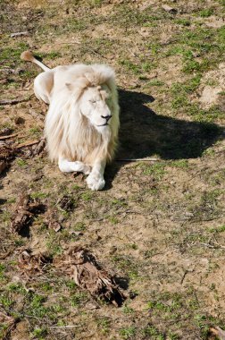 Bir güzel büyük vahşi Afrika hayvan kralı Beyaz Aslan kedi ailesi ile gür yele Hayvanat Bahçesi çim zemin güneşli gün açık rahatlatıcı üzerinde yalan