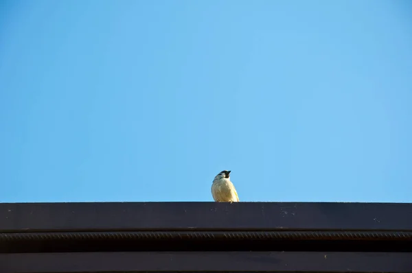 Ein Kleiner Netter Aufmerksamer Vogel Mit Weißer Feder Sitzt Auf — Stockfoto