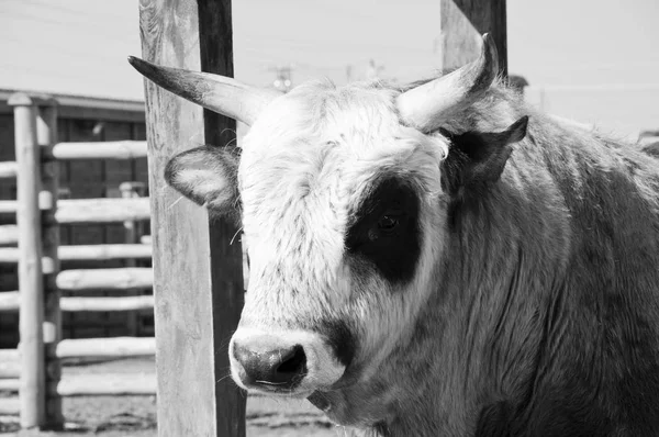 Closeup Grande Animal Doméstico Animal Estimação Gado Com Chifres Ucranianos — Fotografia de Stock