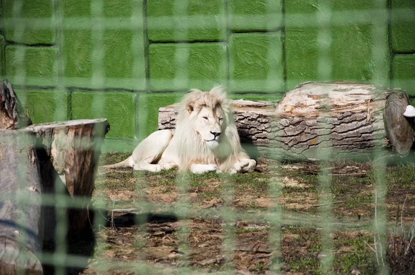 One Beautiful Big Wild African Animal King White Lion Cat — Stock Photo, Image