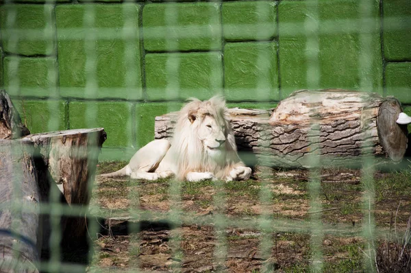 One Beautiful Big Wild African Animal King White Lion Cat — Stock Photo, Image