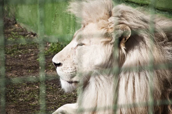 Profile Beautiful Big Wild African Animal King White Lion Cat — Stock Photo, Image