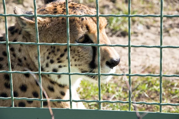 Closeup One Beautiful Sorrowful Wild African Fast Animal Cheetah Spotted — Stock Photo, Image