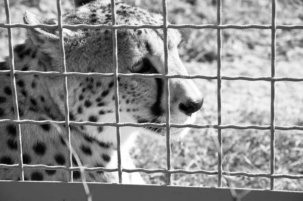 Closeup One Beautiful Sorrowful Wild African Fast Animal Cheetah Spotted — Stock Photo, Image