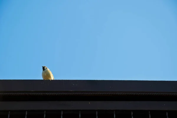 Одна Маленькая Милая Внимательная Птичка Белым Пером Сидит Черной Крыше — стоковое фото
