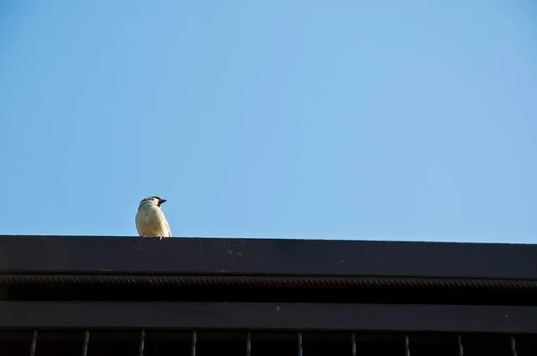 Ein Kleiner Netter Aufmerksamer Vogel Mit Weißer Feder Sitzt Auf — Stockfoto