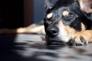 Küçük tazı Pinscher köpek güneş ışığında evde uyuyan