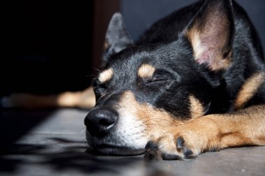 Sevimli Pinscher köpek yavrusu uyku içinde Sunlight üzerinde zemin