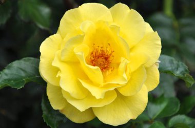 güzel yabani gül çiçek sarı renk yaprakları üzerinde doğal yeşil, closeup ile