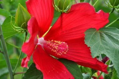 güzel yabani gül çiçek kırmızı renk yaprakları üzerinde doğal yeşil, closeup ile