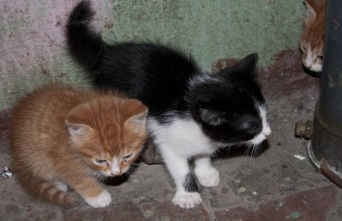 üç küçük şirin kedi ya da yavru kedi evde beslenen hayvan hayvan kırmızı beyaz ve siyah kürk renk