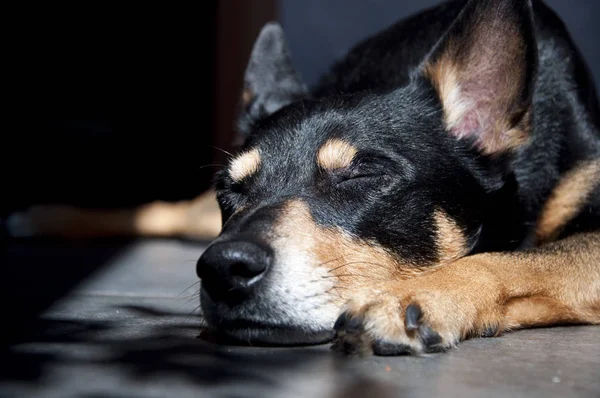 sleeping dog. black dog has sweet sleep in sunlight