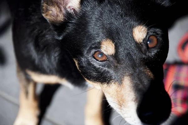 귀여운 개입니다 카메라 집에서 동물입니다 인간의 모피와 강아지입니다 Pinscher 품종의 — 스톡 사진