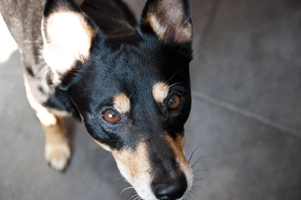 Kutya Val Fekete Szőr Ból Pinscher Tenyészt Kiskutya Val Tökéletes — Stock Fotó