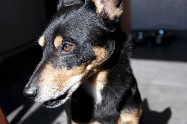 귀여운 개입니다 카메라를 강아지 집에서 인간의 — 스톡 사진