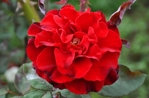 Beautiful Wild Rose Flower Red Color Petals Natural Green Closeup — Stock Photo, Image