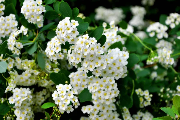 Vista Close Bela Primavera Fresca Flor Arbusto Cores Brancas Com — Fotografia de Stock