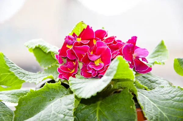 Beautiful Primrose Primula Flower Pink Color Yellow Middle Petals Green — Stock Photo, Image