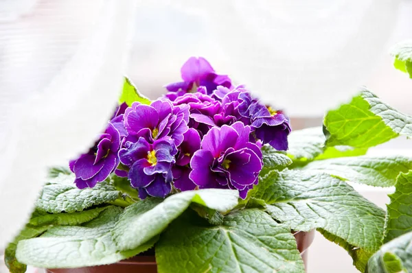 Beautiful Primrose Primula Flower Violet Color Yellow Middle Petals Green — Stock Photo, Image