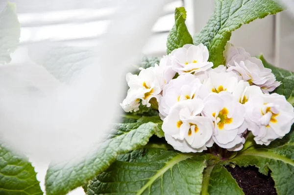 Beautiful Primrose Primula Flower White Color Yellow Middle Petals Green — Stock Photo, Image