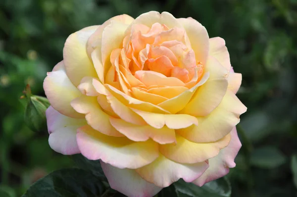 Schöne Wildrosige Blume Gelbe Farbe Mit Blütenblättern Auf Natürlichem Grün — Stockfoto