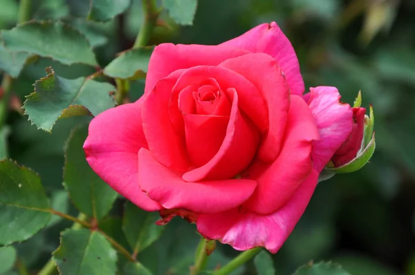 Schöne Wilde Rosenblüte Rote Farbe Mit Blütenblättern Auf Natürlichem Grün — Stockfoto
