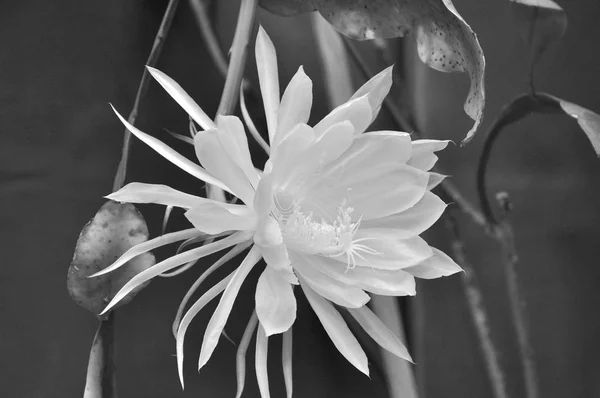 Zár Megjelöl Virágzó Virág Egy Epiphyllium Orchidea Kaktusz — Stock Fotó