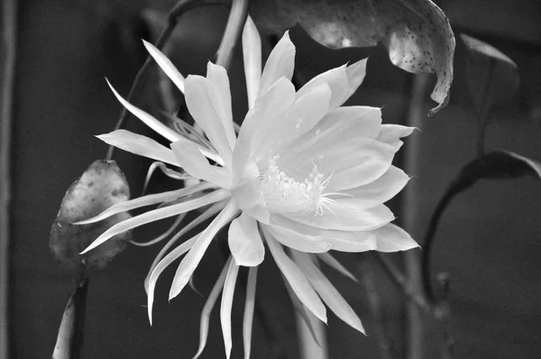 Macro white flower Queen of Night Epiphyllum oxypetalum, nocturnal very fragrant flower blooms at night and wilts the next day. Nisagandhi bethlehem lilly cactus flower