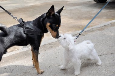 İki köpek pinscher ve birbirlerine kafa izliyor köpeği.