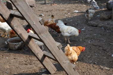 çok tavuk, horoz, tavuk ve tavuk kuş tüyü kahverengi ve beyaz renk açık köy çiftlik, yeni yıl sembolü, tatil kutlama Ahşap merdiven ile güneşli