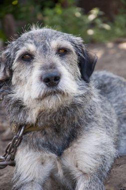 Gri renk kürk ve zeminde zincir açık yalan akıllı kahverengi gözleri ile genç komik schnauzer köpek yavrusu portresi